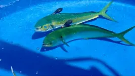 Study uncovers spawning preferences of mahi-mahi