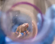 Study unlocks clues in mystery of naked mole-rats’ exceptional fertility