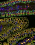 Study unveils a role of mitochondria in dietary fat processing