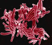 Study validates shorter treatment for major world infection, tuberculosis