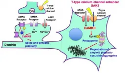 Success in reversing dementia in mice sets the stage for human clinical trials