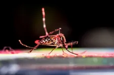 Success of Wolbachia-infected mosquitoes in fighting dengue may be underestimated