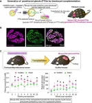 Successful generation of functional parathyroid glands from mouse embryonic stem cells