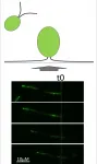 Sugars influence cell-to-surface adhesion