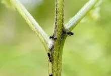 Suissa study has high hopes for plant-ant partnerships