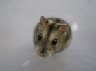 Summertime cholesterol consumption key for wintertime survival for Siberian hamsters