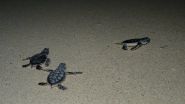 Sunset Royal Resort in Cancun Releases Baby Sea Turtles 2