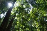 Super-charged tropical trees of Borneo vitally important for global carbon cycling 2