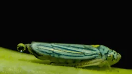 Super-fast insect urination powered by the physics of superpropulsion