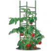 Super Staking Solutions for Tomatoes