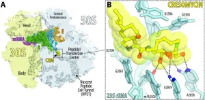 Superbug killer: New synthetic molecule highly effective against drug-resistant bacteria