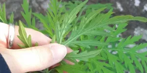 Supergenes helped bring invasive plant to Norway