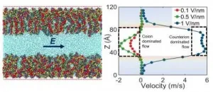 Surprising ionic and flow behaviors with functionalized nanochannels