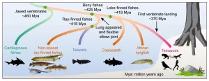 Surprising new research: Were more like primitive fishes than once believed