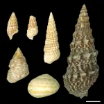 Surprisingly vibrant colour of 12-million-year-old snail shells