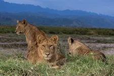 Survey reveals grim state of Uganda’s lions, leopards, and hyenas