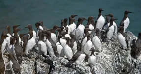 Surveys show full scale of massive die-off of common murres following the ‘warm blob’ in the Pacific Ocean