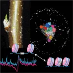 Survival tactics: AI-driven insights into chromatin changes for winter dormancy in axillary buds