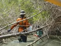 Sustainable protection of rapidly subsiding coastlines with mangroves 2