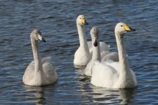 Swan populations grow 30 times faster in nature reserves