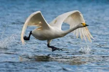 Swan populations grow 30 times faster in nature reserves 2