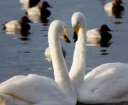 Swan populations grow 30 times faster in nature reserves 3