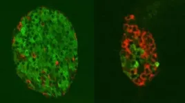 Swapping alpha cells for beta cells to treat diabetes