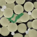 Swarms of miniature robots clean up microplastics and microbes, simultaneously (video) 2