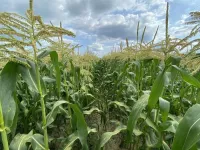 Sweet corn yield at the mercy of the environment, except for one key factor