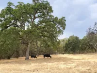 Sweet molasses feed key to understanding grazing behavior in cattle