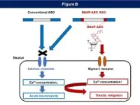 Sweet move: a modified sugar enhances antisense oligonucleotide safety and efficacy 2