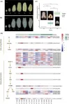 Sweet success: genomic insights into the wax apples flavor and fertility