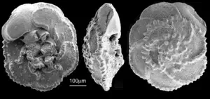 Sweet success: genomic insights into the wax apple's flavor and fertility 3