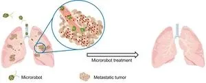 Swimming microrobots deliver cancer-fighting drugs to metastatic lung tumors in mice 2