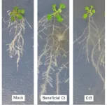 Switching from harmful to helpful fungi