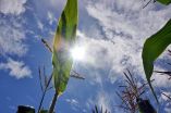 Switching on a dime: How plants function in shade and light