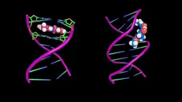 SwRI develops novel DNA-targeting therapeutic screening technique