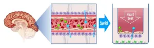 SwRI develops novel methodology for measuring blood-brain barrier permeability