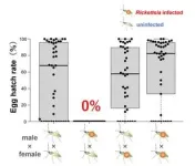 Symbiotic bacterium Rickettsia affects the reproduction of a predatory insect, an effective biological control agent for agricultural pests 2