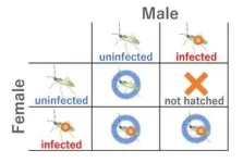 Symbiotic bacterium Rickettsia affects the reproduction of a predatory insect, an effective biological control agent for agricultural pests 3