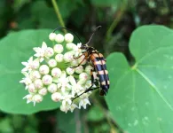 Symbiotic yeast helps longicorn beetles eat wood