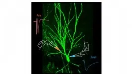 Synaptic transmission: Not a one-way street