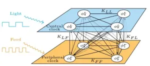 Synchronizing your internal clocks may help mitigate jet lag, effects of aging