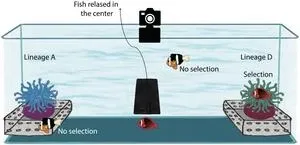 Synergistic proton and oxygen-ion transport in fluorite oxide-ion conductor 3