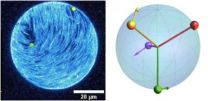 Syracuse University physicists explore biomimetic clocks