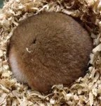 Syrian hamsters reveal genetic secret to hibernation