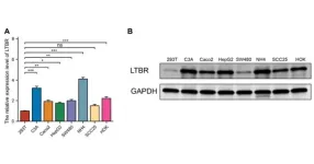 Systematic analysis of the prognostic value and immunological function of LTBR in cancer