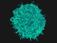 T cells can activate themselves to fight tumors