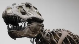 T. rex not as smart as previously claimed, scientists find