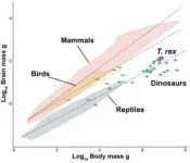 T. rex not as smart as previously claimed, scientists find 2